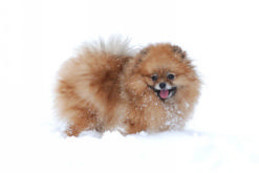 ����������� ���� Hilary Of Damascusroad pomeranian