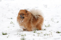 ����������� ���� Hilary Of Damascusroad pomeranian