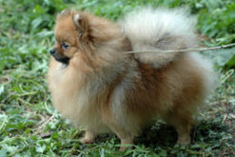 ����������� ���� Hilary Of Damascusroad pomeranian