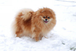����������� ���� Starpom Odri pomeranian