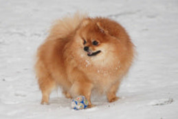 ����������� ���� Starpom Odri pomeranian