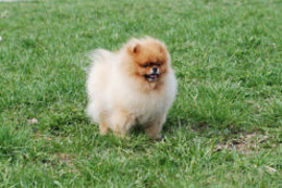 ����������� ���� ����, PJ'S Sir Richard Of Goldchip, Pomepanian