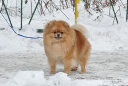 ����������� ���� Starfires Sandra pomeranian