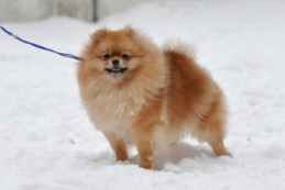 ����������� ���� Starfires Sandra pomeranian