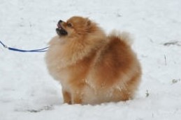 ����������� ���� Starfires Sandra pomeranian